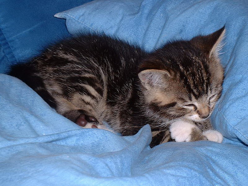 Sleeping on blue sheets, feline, sleep, cat, kitten, bed, animal, blue, sweet, HD wallpaper