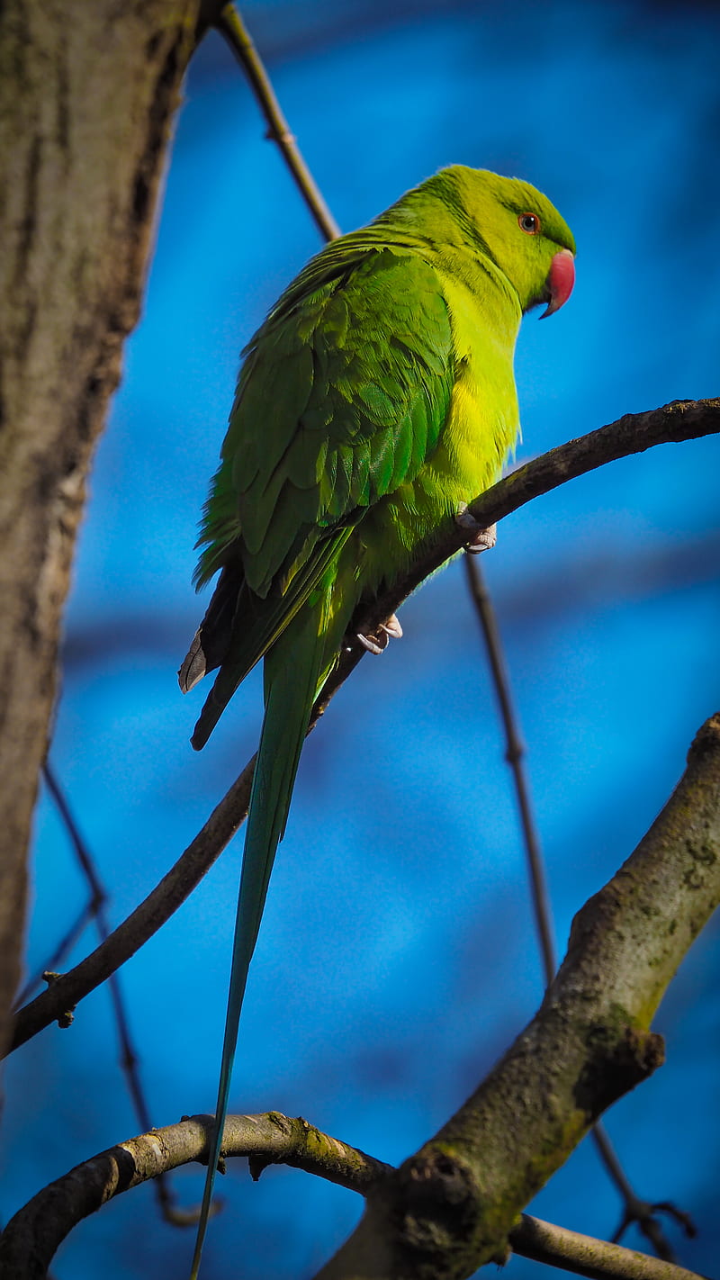 parrot, bird, green, branches, HD phone wallpaper