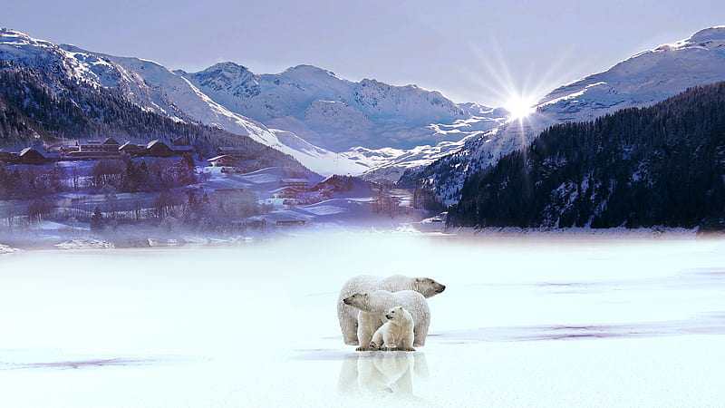 Polar Bears With Background Of Snow Covered Mountain Trees And Sunbeam Animals, HD wallpaper