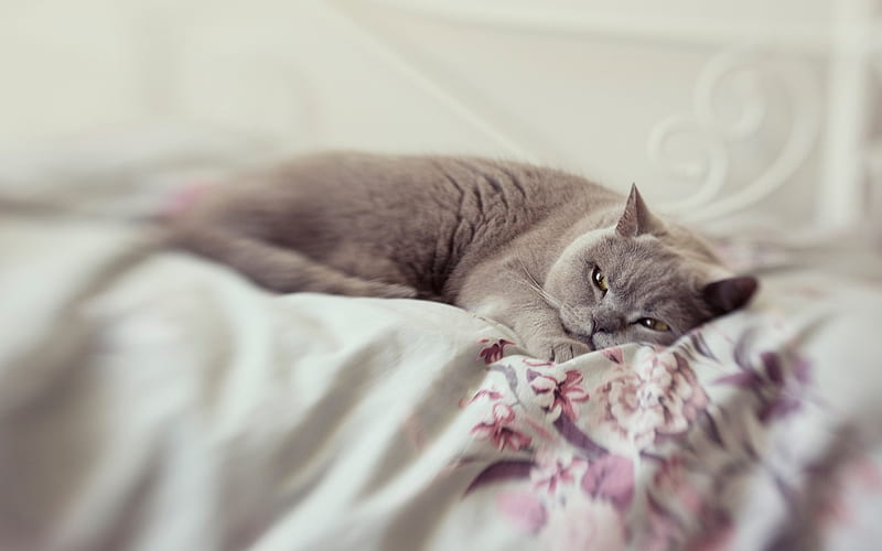 Gray British cat, bed, dreaming cat, pets, cats, British short-haired cat, HD wallpaper
