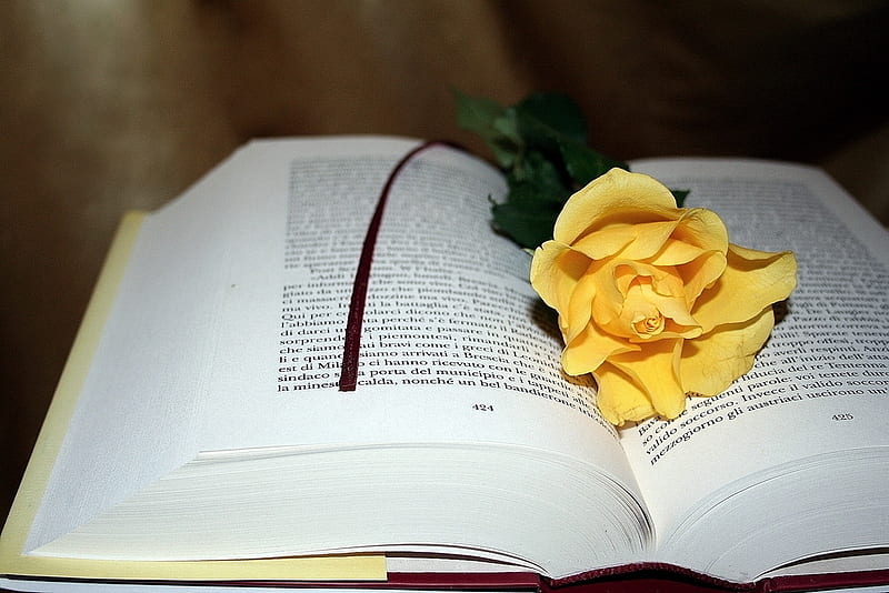 Bookmark, book, yellow, still life, rose, HD wallpaper