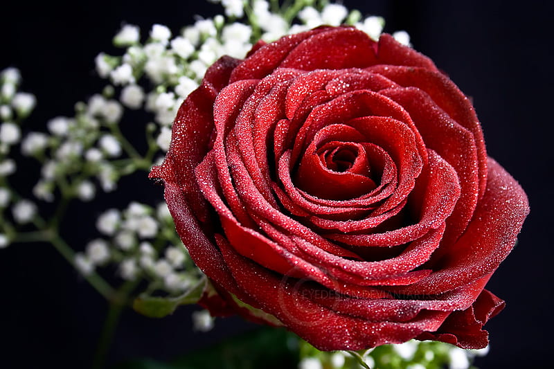 red rose, pretty, rose, soft, bud, elegance, nice, plants, blossoms, flowers, nature, petals, blooms, delecate, HD wallpaper