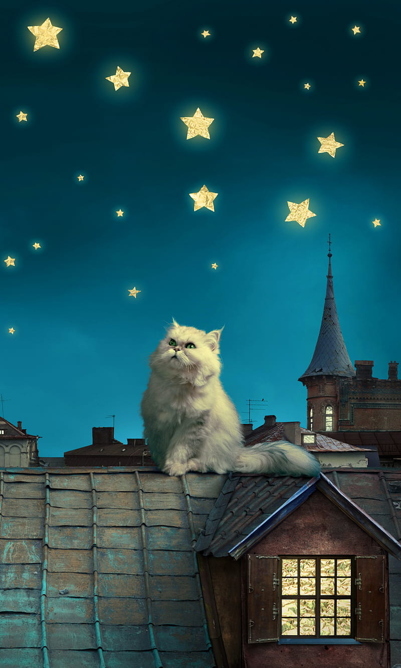 Magic Night, background, cat roof house, stars moon, HD phone wallpaper