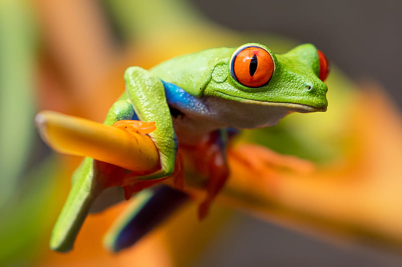 selective graphy of red-eyed tree frog, HD wallpaper