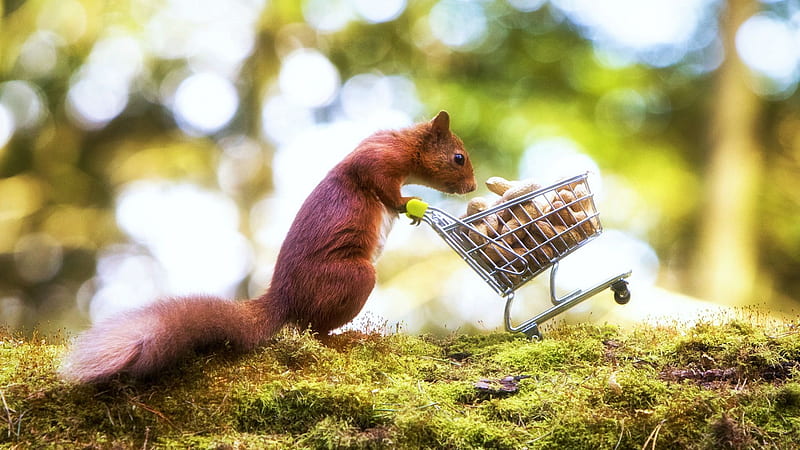 Gone shopping, nuts, funny, cart, squirrel, HD wallpaper