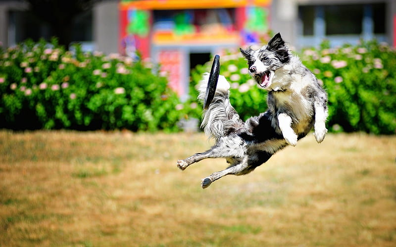 Catching My Frisbee, funny, border collie, animals, dogs, HD wallpaper
