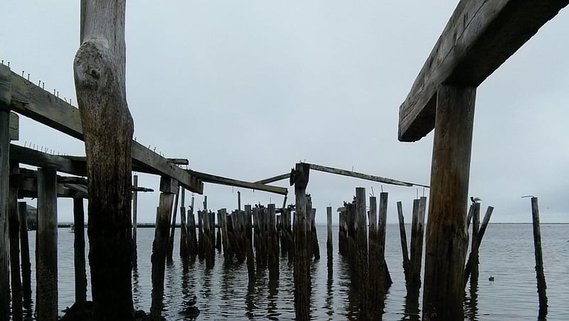 Dead Trees at Low Tide, I, ocean, pier, cape cod, atlantic, provincetown, HD wallpaper