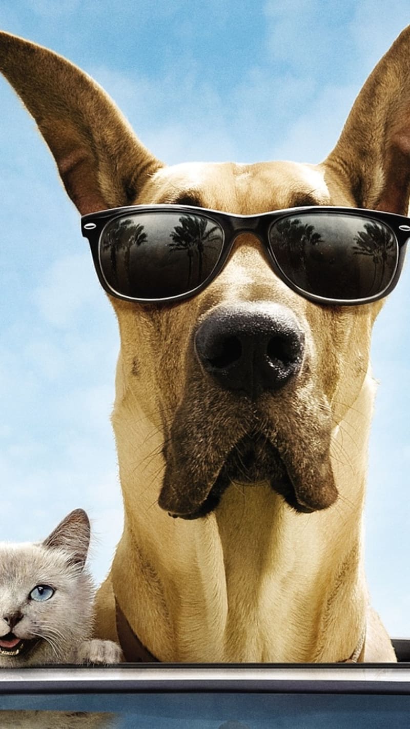 Funny Dog, Crazy Dog, funny, HD phone wallpaper
