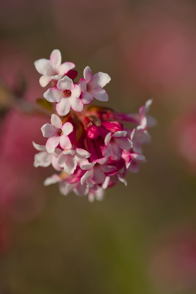 viburnum farreri, inflorescence, flowers, spring, pink, blur, HD phone wallpaper