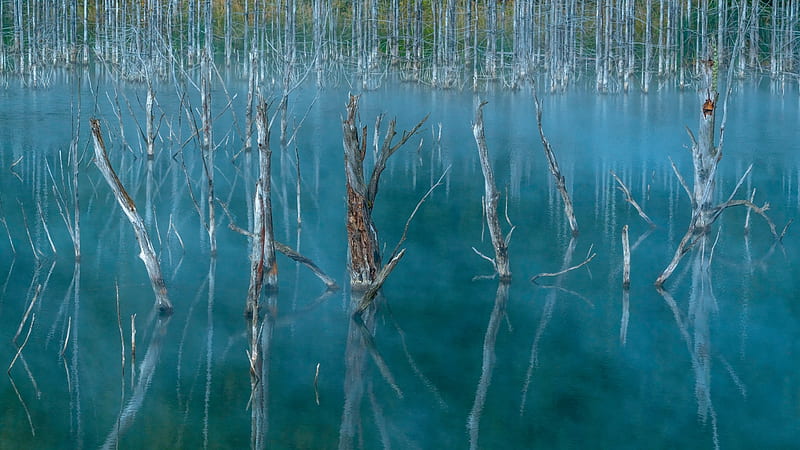 lake, swamp, trees, nature, HD wallpaper