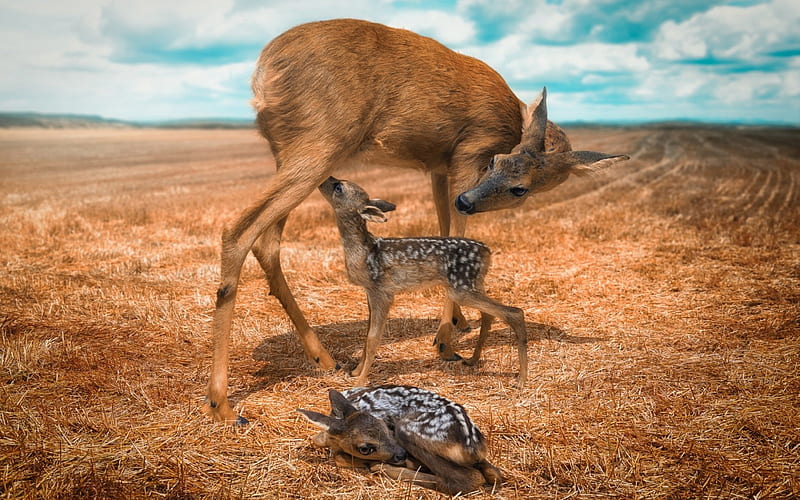 One moment in time, cute, adorable, mother, baby, animal, sweet, deer, HD wallpaper