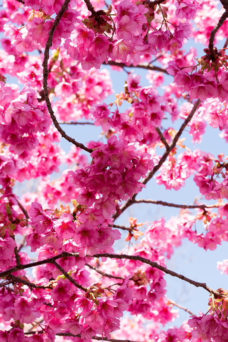 sakura, flowers, pink, branches, macro, HD phone wallpaper