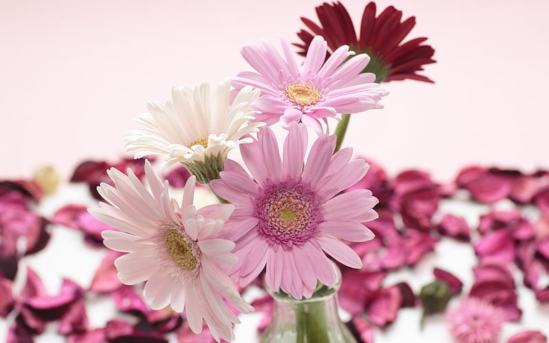 Pink and White Gerberas, vase, flowers, petals, nature, HD wallpaper