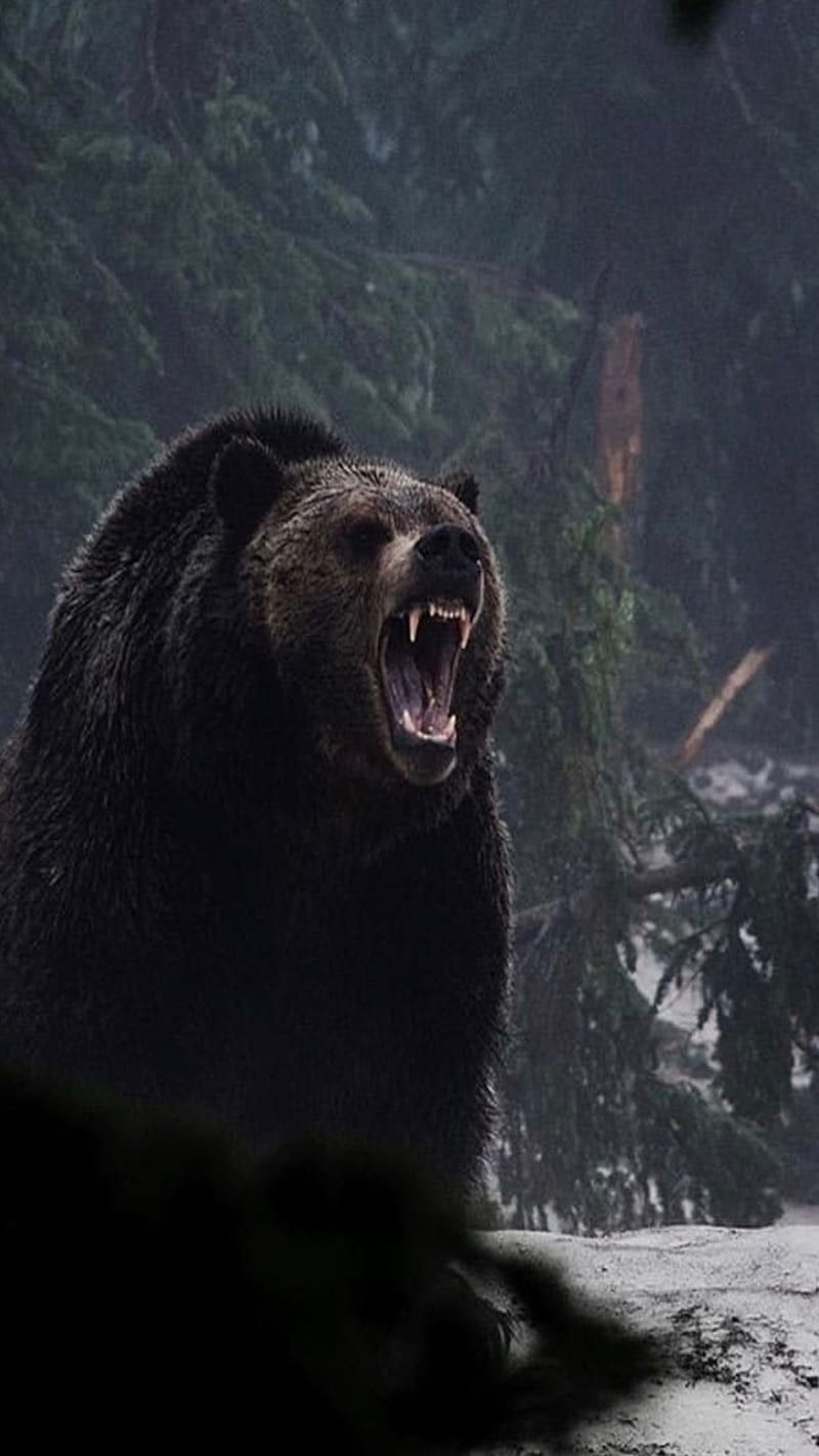 Angry, grizzly, black, HD phone wallpaper