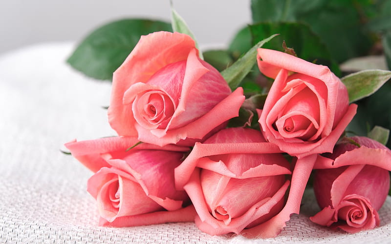 pink roses, bouquet of roses, roses, rosebuds, HD wallpaper