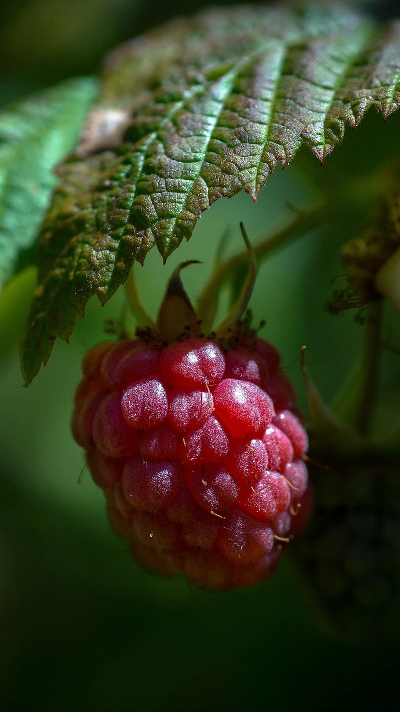 Resberry , leaf, ripe, berry, raspberry, fruit, food, pink, HD phone wallpaper