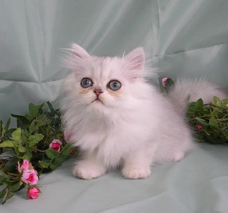 cute chinchilla white kitten, cute, kitten, cats, animals, white chinchilla, HD wallpaper