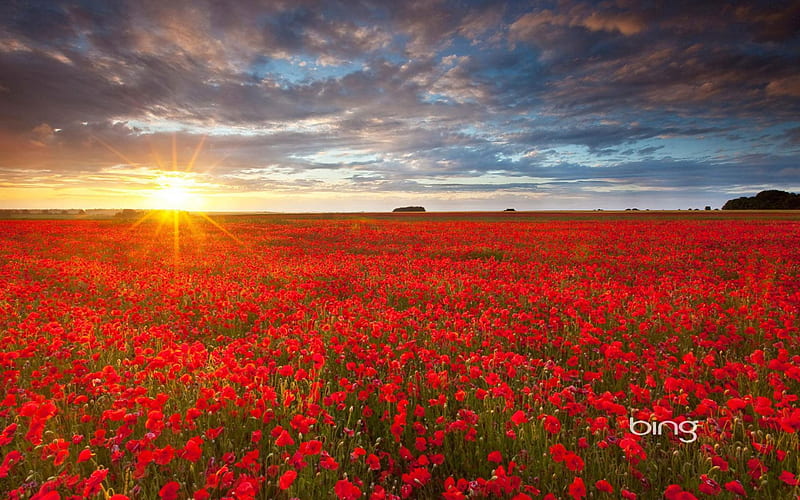 Poppy Field Sunset, nature, fields, sunsets, poppies, HD wallpaper