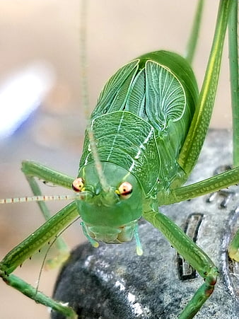 HD katydid wallpapers | Peakpx