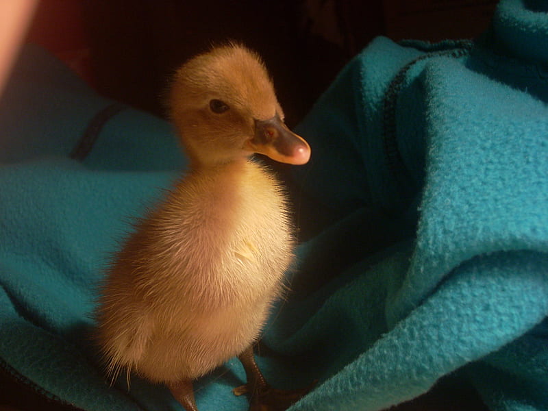 My ducky crouton, cute, duck, quack, yellow, ducklings, chirp, cuddly, HD wallpaper