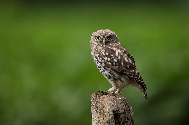 Owl Looking, owl, birds, HD wallpaper