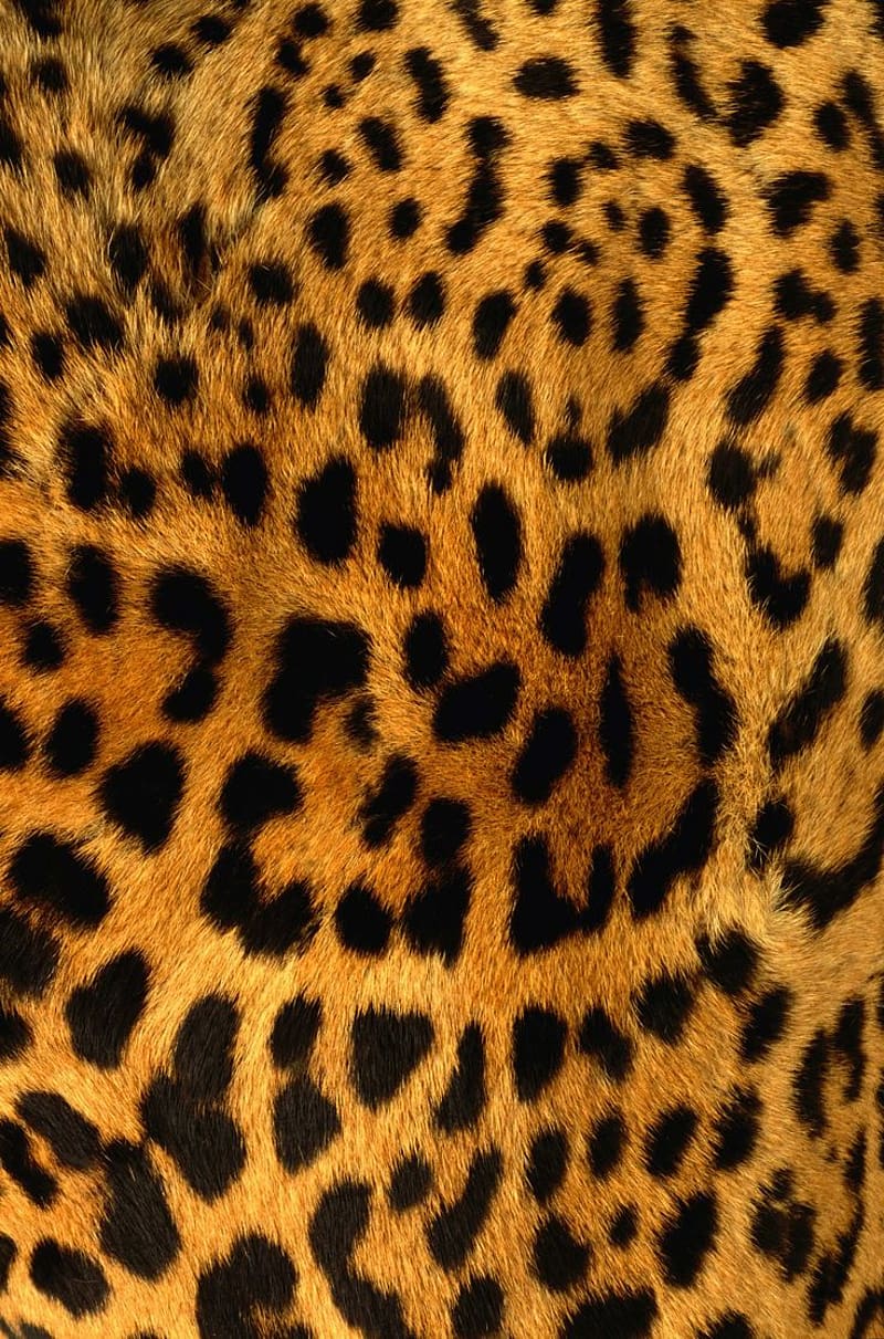 Leopard Skin Texture. Cheetah print , Animal print , Textured background, HD phone wallpaper