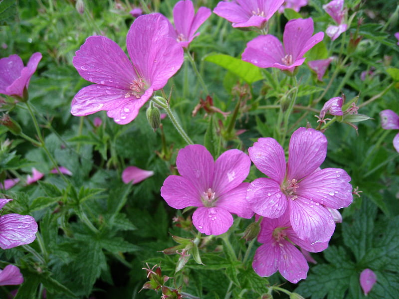 Crane´s-bill, summer, flowers, green, pink, HD wallpaper