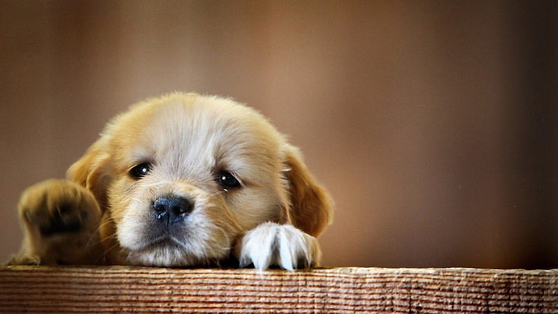 Puppy Snout Dog 1440P Resolution , , Background, and, 2560X1440 Dog, HD wallpaper