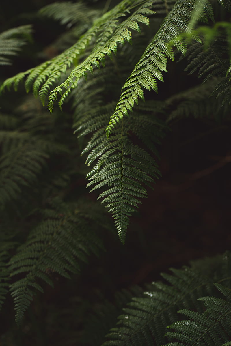 fern, branch, plant, macro, green, HD phone wallpaper