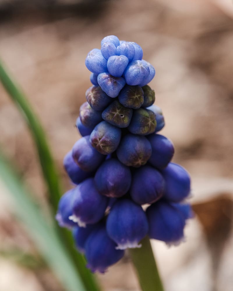 muscari botryoides, flowers, buds, blue, macro, blur, HD phone wallpaper