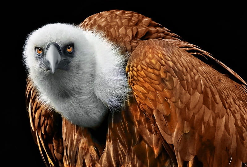 Griffon vulture, scavenger, griffon, bird, animal, HD wallpaper