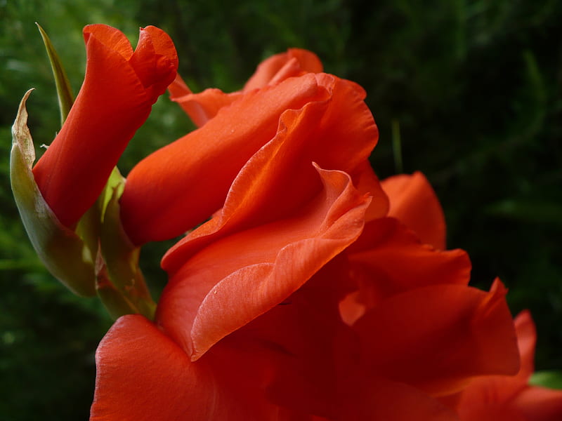 flor roja, rojo, lirio espada, naranja, bonita, gladiolo, fuego, flor, flor, Fondo de pantalla HD |  Picopx