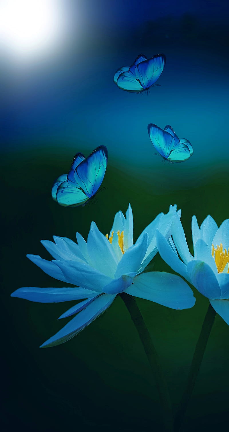 Butterfly on flower, bg, blue, lotus, HD phone wallpaper | Peakpx