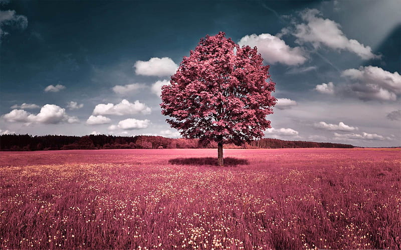 pink field-Aero Creative, HD wallpaper