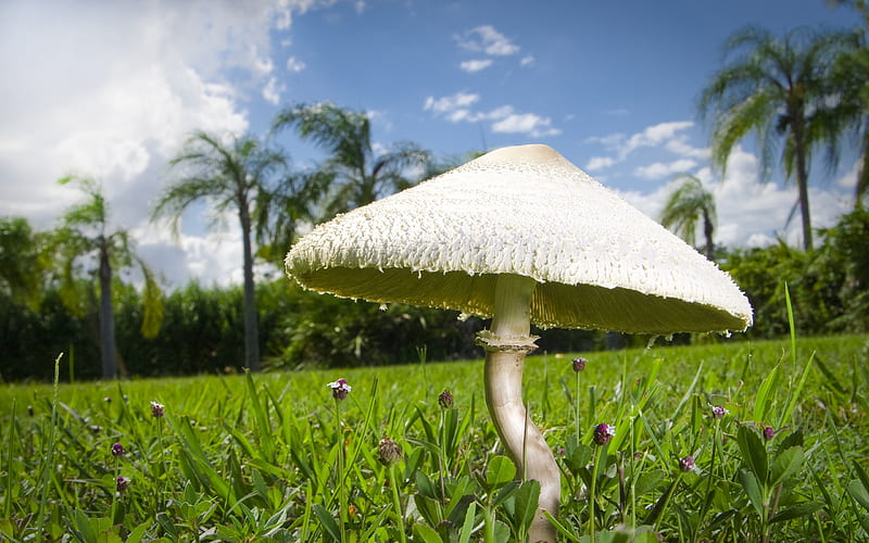Tropical Umbrella, grass, mushroom, palm, trees, sky, big, flower, nature, field, blue, HD wallpaper
