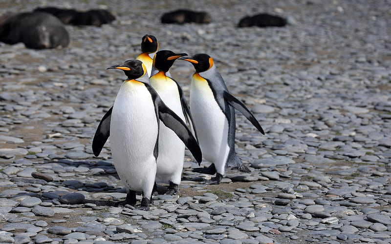 Sunbathing Cute Penguins 2021 Antarctica, HD wallpaper