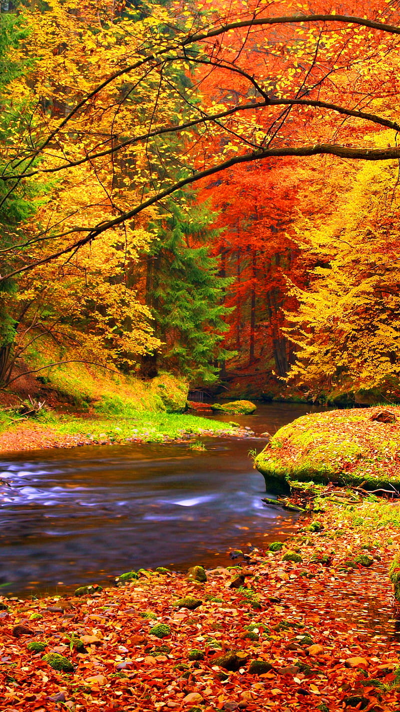 Autumn Scenery, bonito, nature, river, HD phone wallpaper