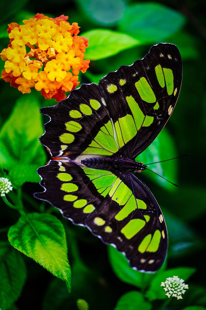 the malachite box, butterfly, green, leaves, HD phone wallpaper