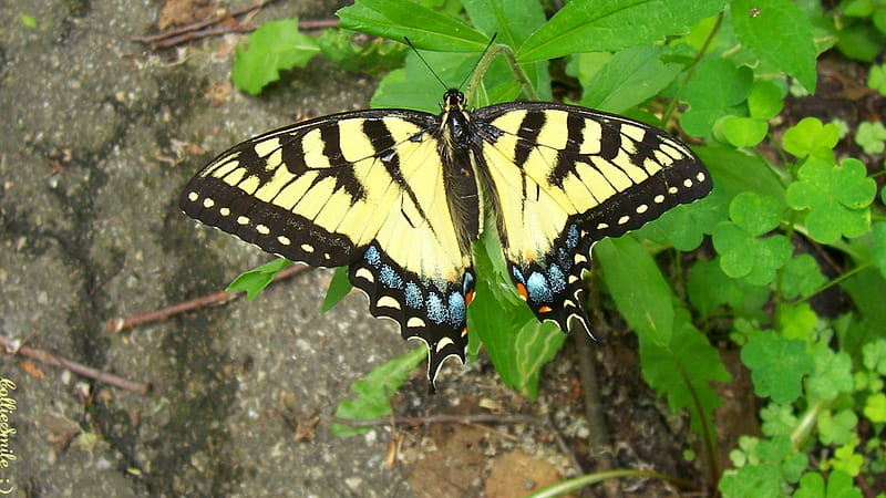 A Special Tiger Swallowtail: 1st of Two, Tiger Swallowtail, striped, yellow, bonito, Swallowtail, clovers, leaves, butterfly, pathway, spots, green, blue, springtime, black, spring, butterf1ies, summer, butterflys, HD wallpaper