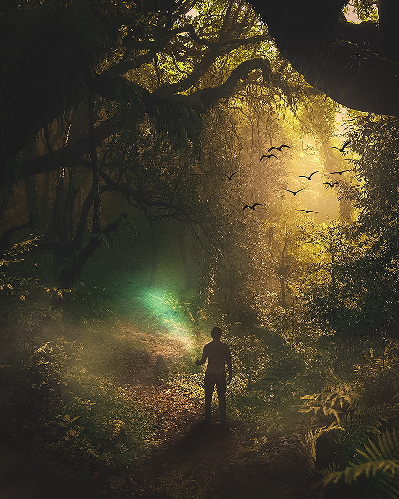 720P free download  Forest Stroll, art, dark, digitalart, flash, foggy, nature, hop, HD phone 