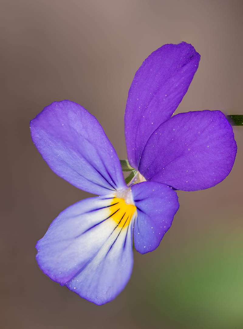 Selective Focus Of Purple Flower, HD phone wallpaper