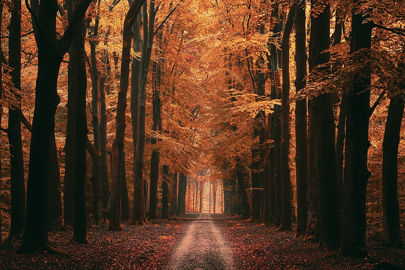 alley, trees, road, autumn, leaves, distance, HD wallpaper
