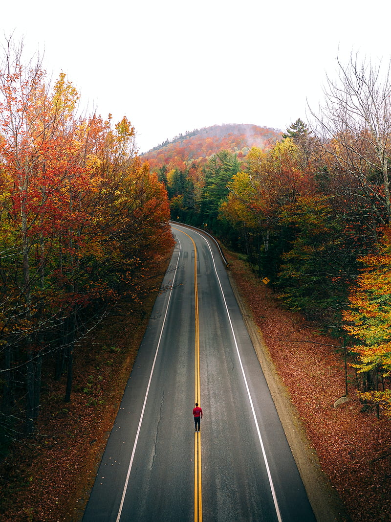 road, trees, autumn, jogging, marking, HD phone wallpaper