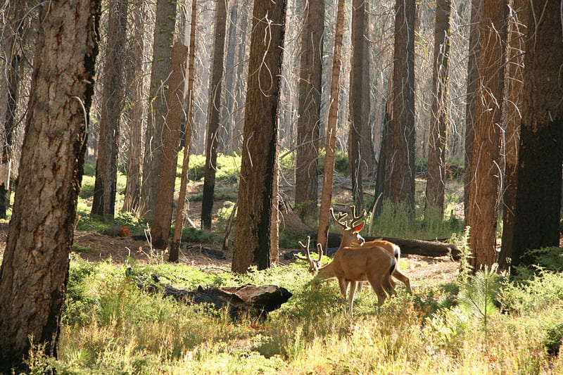 Deer in Yosemite, Parks, Deer, Forests, Animals, Nature, HD wallpaper