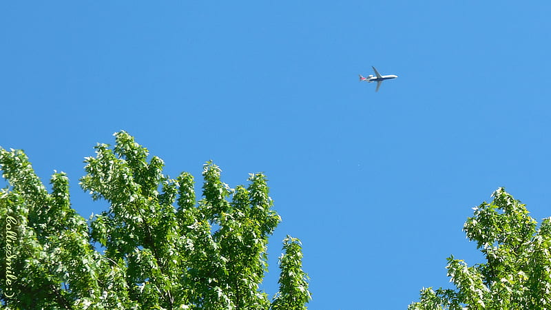 Jetting through Skies of Blue, graph, green, blue sky, jet airplane, trees, branches, jetliner, blue, HD wallpaper