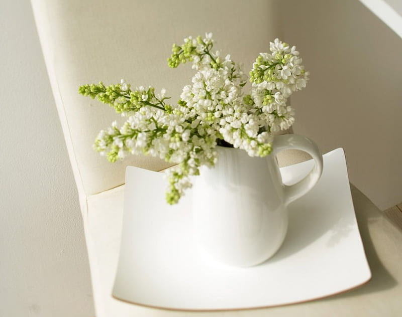 Purity in White, white walls, white jug, delicate white flowers, white plate, HD wallpaper