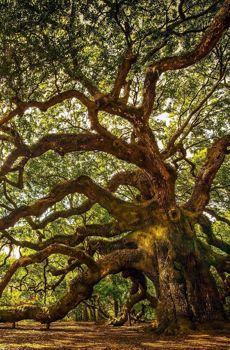 angel oak, tree, HD phone wallpaper