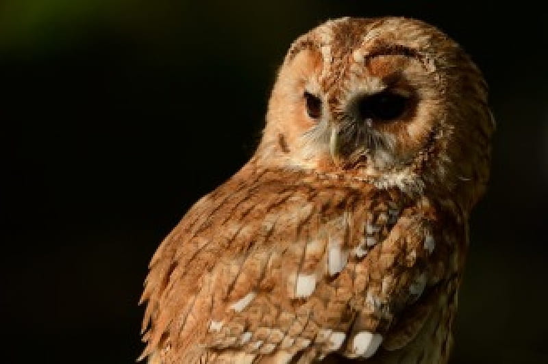 *** Owl ***, zwierzeta, sowa, noc, ptaki, HD wallpaper