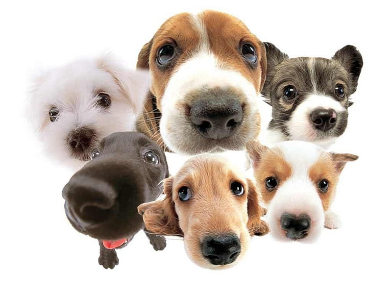 Puppy Faces, faces, cute, narigones, puppies, HD wallpaper