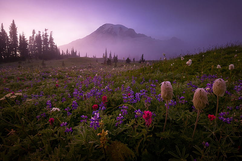 Flowers, Flower, Fog, Mountain, HD wallpaper | Peakpx